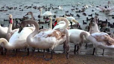 Kuğular ve vahşi ördekler, insanların kışın onları beslediği bir gölün kıyısında, Karadeniz ve Odessa 'da tahıl yiyorlar.