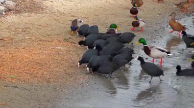 Kuğular, martılar ve ördekler - Karadeniz kıyılarında kışı geçiren su kuşları, Ukrayna
