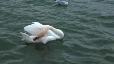 Beyaz, dilsiz kuğu Suchoy nehrinde suda yüzüyor.