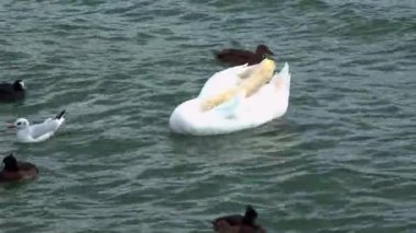 Beyaz, dilsiz kuğu Suchoy nehrinde suda yüzüyor.