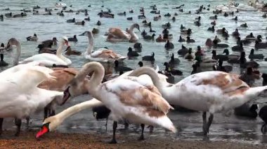 Kuğular ve vahşi ördekler, insanların kışın onları beslediği bir gölün kıyısında, Karadeniz ve Odessa 'da tahıl yiyorlar.