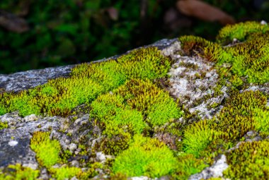 Yeşil yosun doğal kabuk taşlarında yetişir, Odessa.