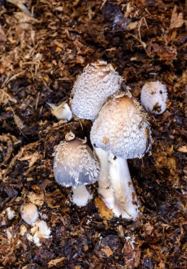 Coprinus sp. - group of saprotrophic dung beetles on old horse manure, Ukraine clipart