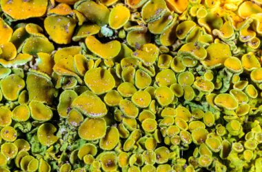 Karadeniz yakınlarındaki bir kayanın üzerinde yetişen kabuklu deniz yosunu Xanthoria parietina, Odessa