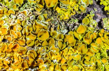 Karadeniz yakınlarındaki bir kayanın üzerinde yetişen kabuklu deniz yosunu Xanthoria parietina, Odessa