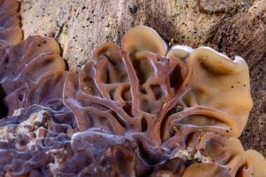 Auricularia mezanterica - Ukrayna 'da eski bir ağaç kütüğünde büyüyen saprofitik mantar