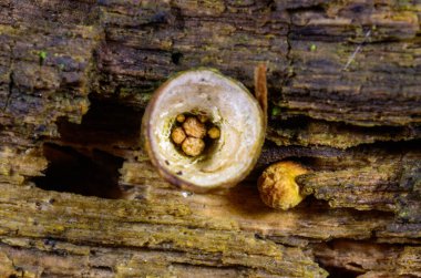Crucibulum çarmıhı, çürük ahşap sürahi şeklinde küçük mantar.
