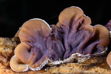 Auricularia mezanterica - Ukrayna 'da eski bir ağaç kütüğünde büyüyen saprofitik mantar