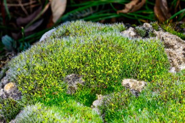 Gri yastıklı Grimmia pulvinata, yeşil yosun ve baharda taşların üzerinde genç sporopitler, Odessa