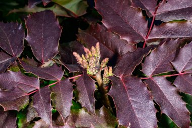 Mahonia sp., Süslü bir çalılığın yeşil yapraklarının arka planında sarı çiçeklerin başlangıcına sahip genç bir şişkinlik.