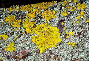 Sarı-yeşil liken Xanthoria parietina bir ağaç dalında