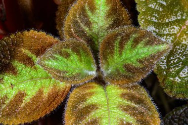 Episcia leylacina, Ukrayna 'da botanik koleksiyonunda dekoratif renkli yaprakları olan tropikal bitki.