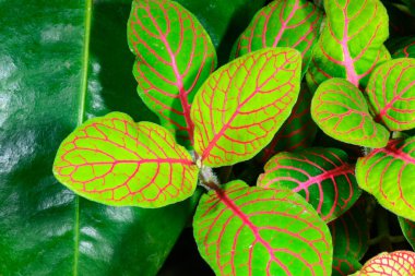 Fittonia (sinir bitkisi), botanik bahçesinde kırmızı damarlı parlak yapraklı süs bitkisi.