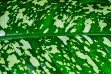 Güzel havalandırmalı tropikal yaprak yapısı, doğal yaprak arka planı.