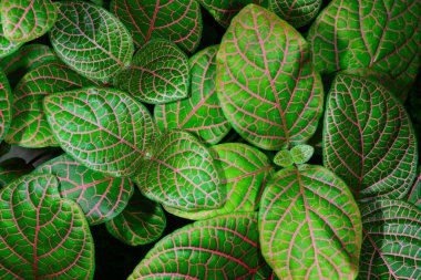 Fittonia Albivenis, Ukrayna 'da botanik koleksiyonunda dekoratif renkli yaprakları olan tropikal bitki.