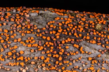 Nectria cinnabarina, yaşlı bir ağacın kabuğunda kırmızı safiri mantar, ölü bir ağacı, Ukrayna 'yı yok ediyor.