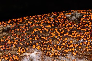 Nectria cinnabarina, yaşlı bir ağacın kabuğunda kırmızı safiri mantar, ölü bir ağacı, Ukrayna 'yı yok ediyor.