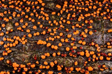 Nectria cinnabarina, yaşlı bir ağacın kabuğunda kırmızı safiri mantar, ölü bir ağacı, Ukrayna 'yı yok ediyor.