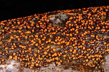 Nectria cinnabarina, yaşlı bir ağacın kabuğunda kırmızı safiri mantar, ölü bir ağacı, Ukrayna 'yı yok ediyor.