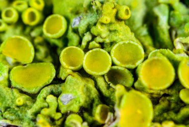 Karadeniz, Ukrayna, Odessa yakınlarındaki bir kayanın üzerinde yetişen kabuklu deniz yosunları.