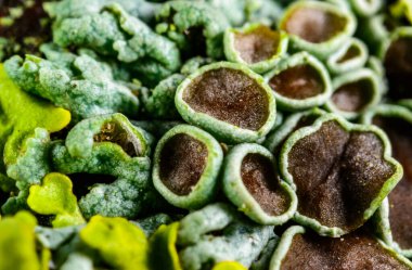 Karadeniz, Ukrayna, Odessa yakınlarındaki bir kayanın üzerinde yetişen kabuklu deniz yosunları.