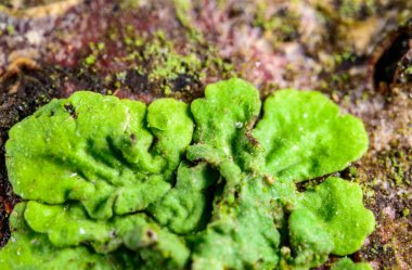Karadeniz, Ukrayna, Odessa yakınlarındaki bir kayanın üzerinde yetişen yaprak benzeri liken.