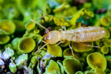 Reticulitermes lucifugus - işçi termit sarı-yeşil liken üzerinde sürünen eski bir ağaç, Ukrayna, Odessa