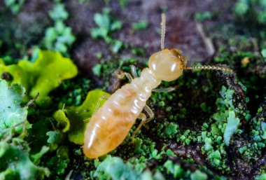 Reticulitermes lucifugus - Ukrayna 'da yaşlı bir ağaçta yetişen sarı-yeşil liken üzerinde sürünen işçi termit