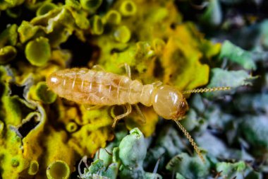 Reticulitermes lucifugus - işçi termit sarı-yeşil liken üzerinde sürünen eski bir ağaç, Ukrayna, Odessa