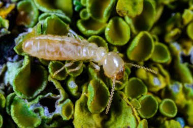 Reticulitermes lucifugus - worker termite crawling on yellow-green lichens growing on an old tree, Ukraine, Odessa clipart