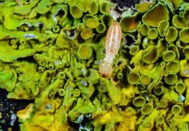 Reticulitermes lucifugus - işçi termit sarı-yeşil liken üzerinde sürünen eski bir ağaç, Ukrayna, Odessa