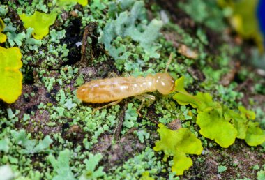 Reticulitermes lucifugus - worker termite crawling on yellow-green lichens growing on an old tree, Ukraine, Odessa clipart