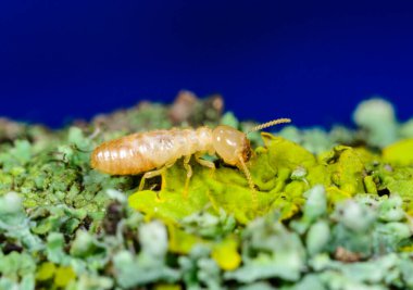 Reticulitermes lucifugus - işçi termit sarı-yeşil liken üzerinde sürünen eski bir ağaç, Ukrayna, Odessa