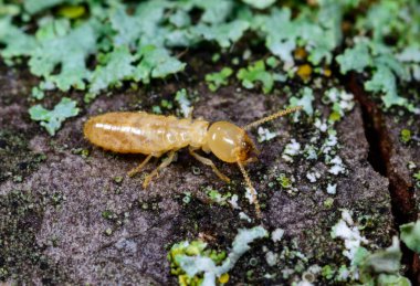 Reticulitermes lucifugus - yellowish worker termite searching for food among green lichens on a tree near the Black Sea, Ukraine, Odessa clipart