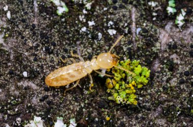 Reticulitermes lucifugus - Karadeniz, Ukrayna, Odessa yakınlarındaki bir ağaçta yeşil liken arasında yiyecek arayan sarımsı işçi termit