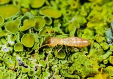 Reticulitermes lucifugus - worker termite crawling on yellow-green lichens growing on an old tree, Ukraine, Odessa clipart