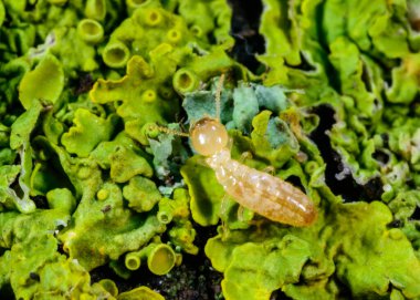 Reticulitermes lucifugus - işçi termit sarı-yeşil liken üzerinde sürünen eski bir ağaç, Ukrayna, Odessa
