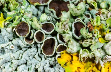 Karadeniz, Ukrayna, Odessa yakınlarındaki bir kayanın üzerinde yetişen kabuklu deniz yosunları.