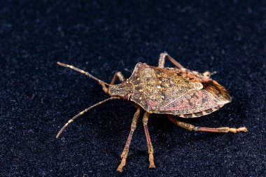 Kahverengi kokulu böcek Halyomorpha halys, zararlı istilacı böceklere yakın çekim, tarımsal ekinler, Odessa