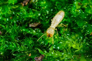 Reticulitermes lucifugus - işçi termit yeşil yosun üzerinde sürünen eski bir ağaç, Ukrayna, Odessa