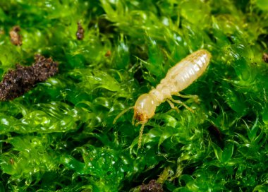 Reticulitermes lucifugus - işçi termit yeşil yosun üzerinde sürünen eski bir ağaç, Ukrayna, Odessa
