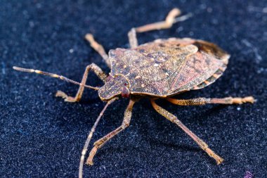 Kahverengi kokulu böcek Halyomorpha halys, zararlı istilacı böceklere yakın çekim, tarımsal ekinler, Odessa