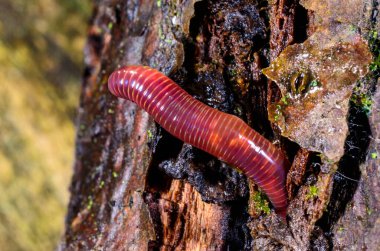 Kırmızı toprak solucanı, eski bir ağacın kütüğünün altında bir delikte.
