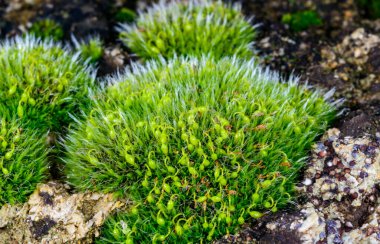 Gri yastıklı Grimmia pulvinata, baharda taşların üzerinde genç sporofitler olan yeşil yosun.