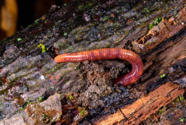 Kırmızı toprak solucanı, eski bir ağacın kütüğünün altında bir delikte.