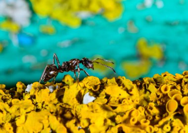 Formica fusca, ant on coastal lichen in the garden in autumn, Ukraine clipart