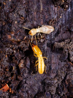 Yeraltı termitleri Lucifugus reticulitermes, çürümüş ağaç kütüğü altında yaşayan termitler.