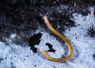 Benekli yılan kırkayak Blaniulus guttulatus, kırkayak çürük bir ağaç kütüğünün mantar hifabesiyle beslenir.