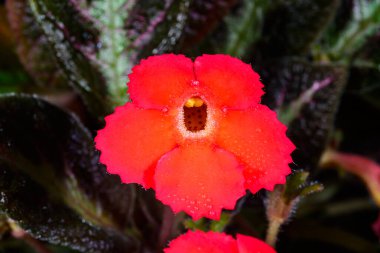 Alev menekşesi Episcia cupreata botanik koleksiyonunda tropik bir bitkinin parlak kırmızı çiçeği, Ukrayna