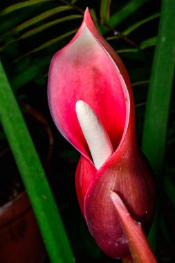 Philodendron erubescens, kızaran filodendron veya kırmızı yapraklı fildişi botanik koleksiyonunda tropik bir bitkinin kırmızı çiçeği, Ukrayna